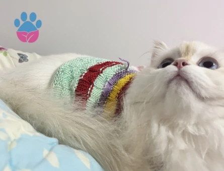 British longhair dişi kedim için cins kedi arıyorum