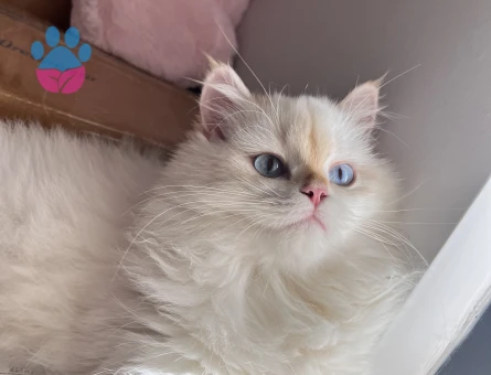 British longhair dişi kedim için cins kedi arıyorum