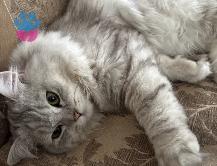British Shorthair 1 Yaşında Erkek Kızgınlıkta - 118985264