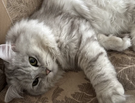 British Shorthair 1 Yaşında Erkek Kızgınlıkta - 118985264