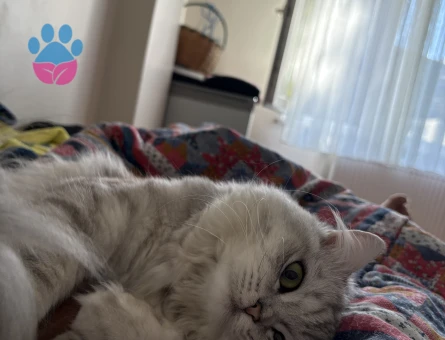British Shorthair 1 Yaşında Erkek Kızgınlıkta - Görsel 3