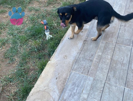 Minyatür Pinscher Oğluma Eş Arıyorum - Görsel 2