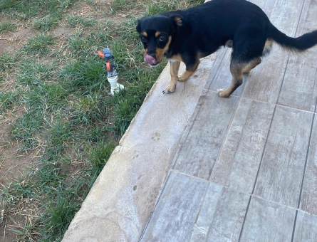 Minyatür Pinscher Oğluma Eş Arıyorum - 118985266