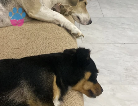 Minyatür Pinscher Oğluma Eş Arıyorum - Görsel 3