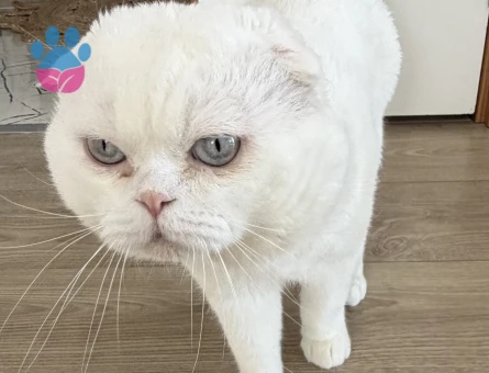 4 Yaşında Scottish Fold Erkek Kızgınlıkta - 118985269