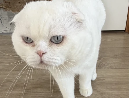 4 Yaşında Scottish Fold Erkek Kızgınlıkta - 118985269