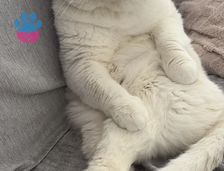 4 Yaşında Scottish Fold Erkek Kızgınlıkta - Görsel 2