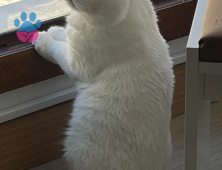 4 Yaşında Scottish Fold Erkek Kızgınlıkta - Görsel 3