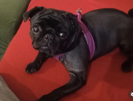 1.5 YAŞINDA PUG KIZIMA EŞ ARIYORUM - 118972513