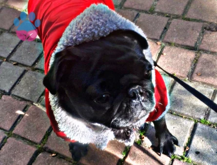 1.5 YAŞINDA PUG KIZIMA EŞ ARIYORUM