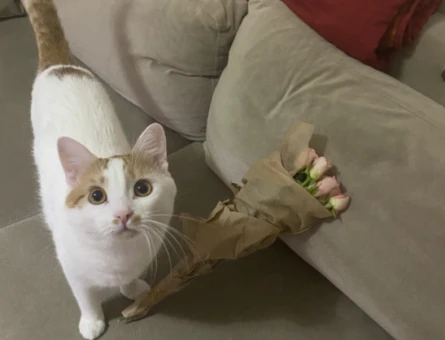 Erkek kedi Pufidro Eş arıyor - 118972516