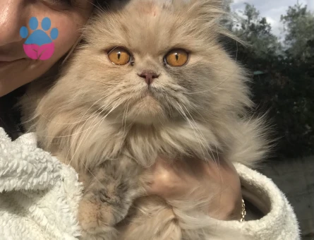 Kızımız krebi çiftleştirmek istiyoruz