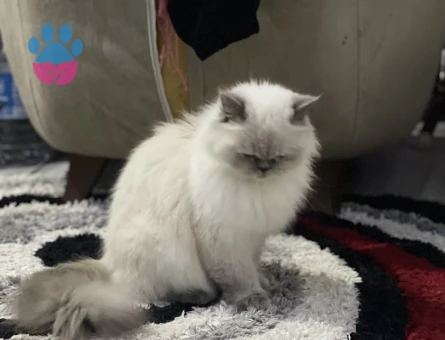 Dişi kedime eş arıyorum