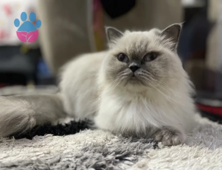 Dişi kedime eş arıyorum