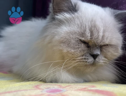 Dişi kedime eş arıyorum