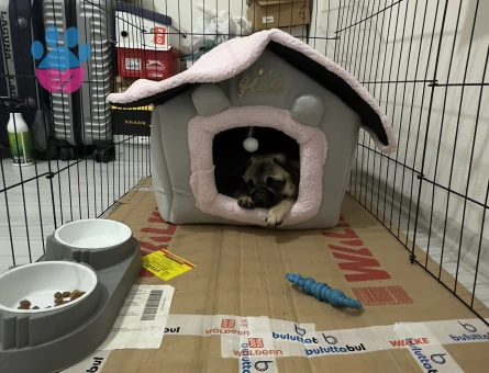 Pug1 Yaşında Köpeğime Eş Arıyorum