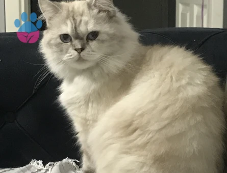 İran kedisi 2 Yaşında Eş Arıyor