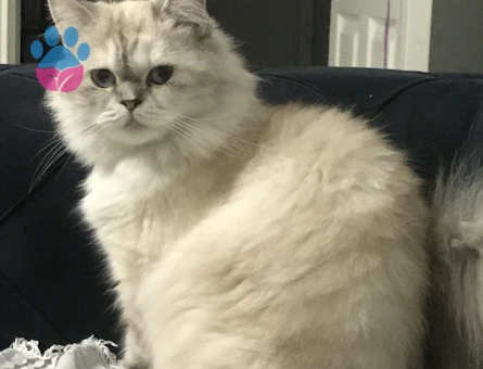 İran kedisi 2 Yaşında Eş Arıyor