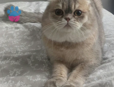 SCOTTİSH OĞLUMA BRİTİSH DİŞİ ARIYORUM