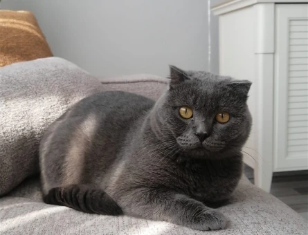 Scottish fold Oğlum Kızgınlıkta - 118980536