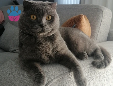 Scottish fold Oğlum Kızgınlıkta