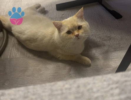 Oğlumuz Mocca’ya eş arıyoruz