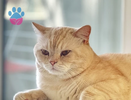 Uysal ve Safkan British Shorthair Erkek