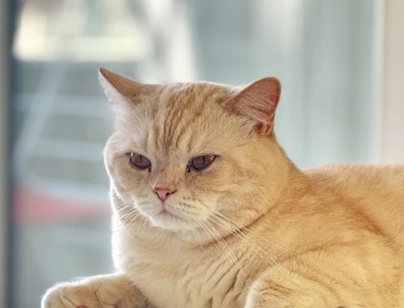 Uysal ve Safkan British Shorthair Erkek - 118980538