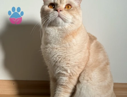 Uysal ve Safkan British Shorthair Erkek