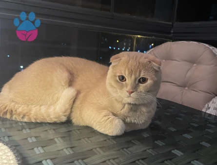 Scotish Fold erkek Kedime Dişi Arıyorum