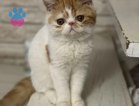 Exotic Shorthair Kızımıza eş arıyoruz