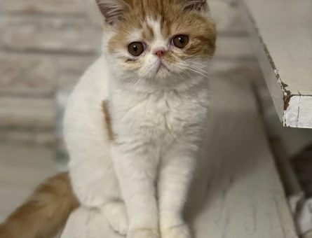 Exotic Shorthair Kızımıza eş arıyoruz - 118980541