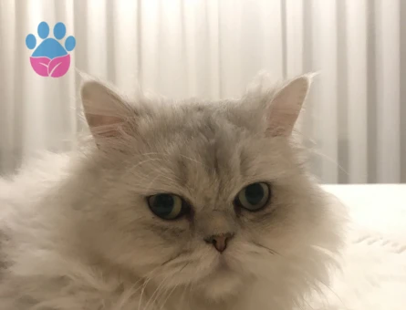 Oğlumuza dişi kedi aramaktayız.