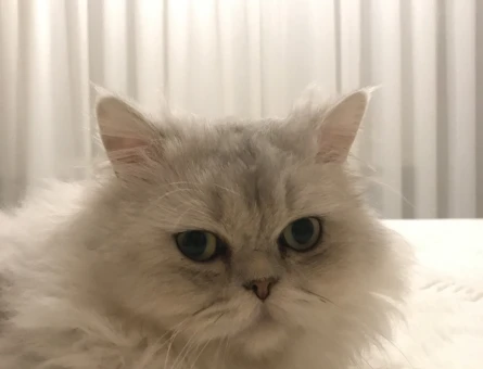 Oğlumuza dişi kedi aramaktayız. - 118980542