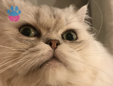 Oğlumuza dişi kedi aramaktayız.