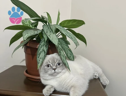 Scottish Erkek kedime Acil Eş Arıyorumm