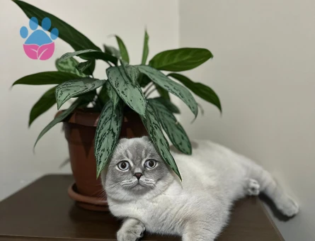 Scottish Erkek kedime Acil Eş Arıyorumm