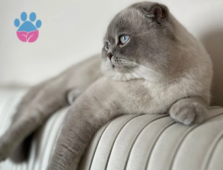 Scottish Erkek kedime Acil Eş Arıyorumm