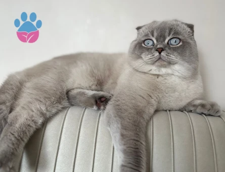 Scottish Erkek kedime Acil Eş Arıyorumm