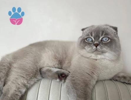 Scottish Erkek kedime Acil Eş Arıyorumm