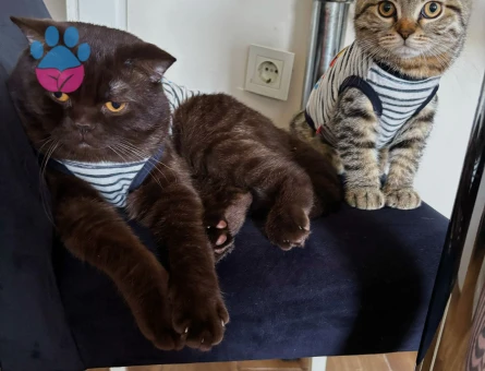 British Shorthair 2 Yaşında Eş Arıyor
