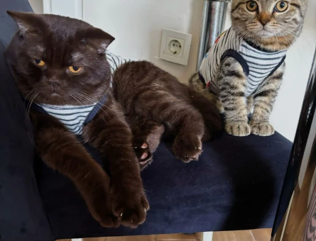 British Shorthair 2 Yaşında Eş Arıyor - 118980545