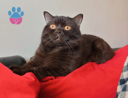 British Shorthair 2 Yaşında Eş Arıyor