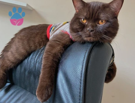 British Shorthair 2 Yaşında Eş Arıyor