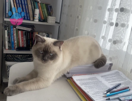 British Oğlumuza Kız Arıyoruz