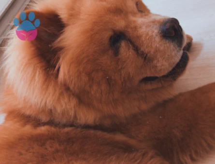 Chow Chow Erkeğimize Çiftleşecek Dişi Arıyoruz.