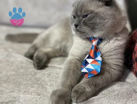 Takamıza Gelin Adayı Arıyoruz