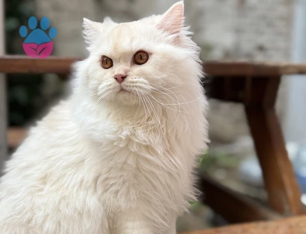 British Long Hair Eş Arıyoruz