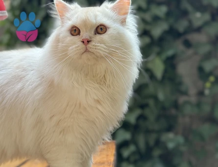 British Long Hair Eş Arıyoruz