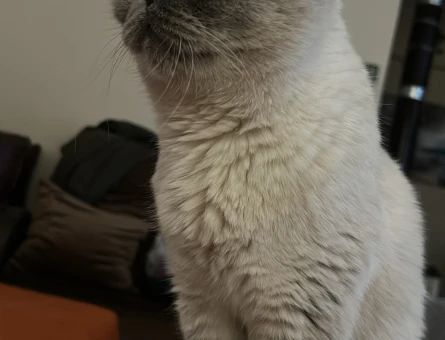 Scottish fold kızımıza eş arıyoruz kızgınlıkta - 118973151